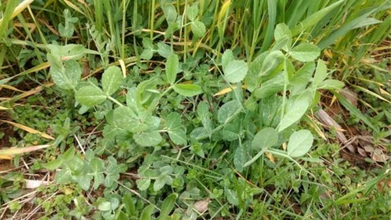 Austrian Winter Peas