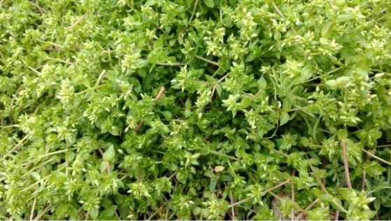 Chickweed