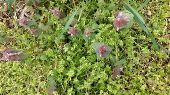 Dead Nettle