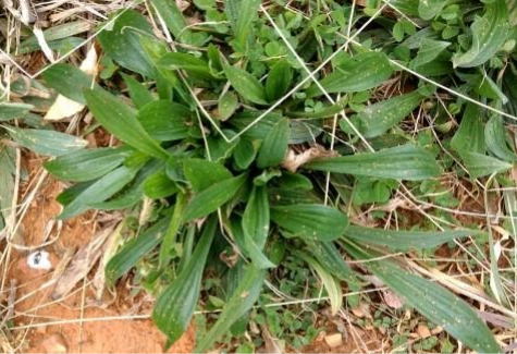 Long-leaf Plantain