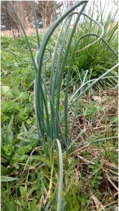 Wild Allium